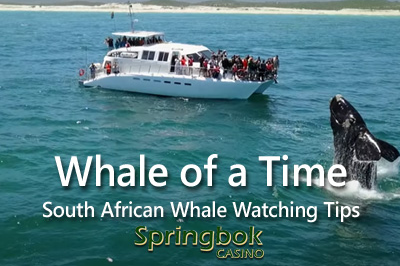Springbok Casino's Unique Take on the Return of the Southern Right Whales